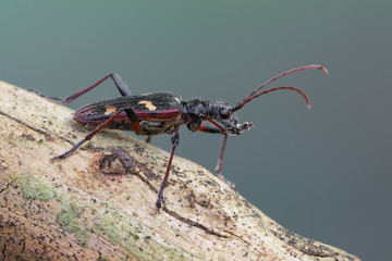 Longhorn beetle - Rhagium bifasciatum