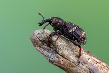 a weevil beetle - Hylobius abietis