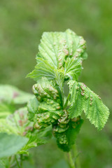 Currant aphid on currant leaves
