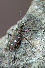 Tiger beetle - Calomera littoralis