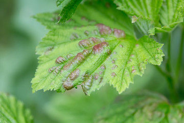 Currant aphid on currant leaves