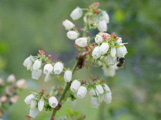 Flowering Canadian blueberry