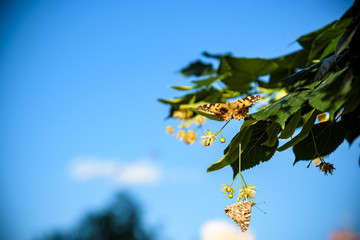 flowers blossoming tree linden wood, used for the preparation of healing tea, natural background, spring
