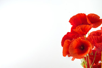 Bouquet of poppies on a white background