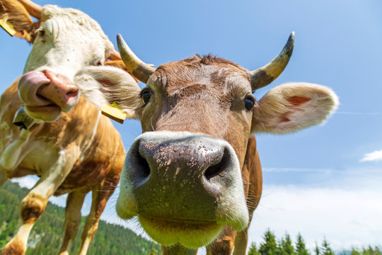 Kuh - Allg&auml;u - H&ouml;rner - witzig - Schnauze