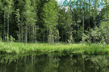 Summer landscape pond