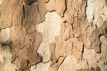 plane tree bark- textures and backgrounds