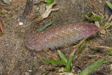 Thecla betulae (LINNAEUS, 1758) Nierenfleck-Zipfelfalter , Raupe vor Verpuppung DE , Pommern (Mosel) 01.05.2011SONY DSC