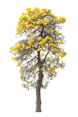 isolated tabebuia golden yellow flower blossom tree on white background for graphic design purpose