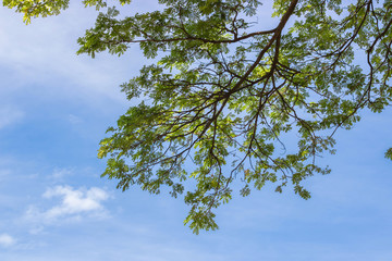 The branches of fresh tree with blue sky. Spring summer natural