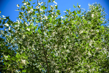 Poplar fluff on the branch among green grass. White fluff from poplar trees, allergies symptoms