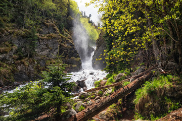 Rapid mountain stream in pine forest