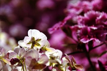 The white flower which penetrates sunlight.