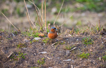 brown little bird sitting on gray ground