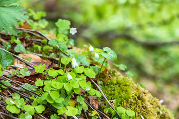 Little flowers growing in a mountain pine forest