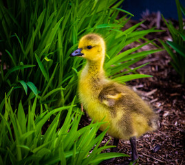 gosling in the grass