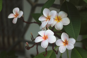White plumeria flowers