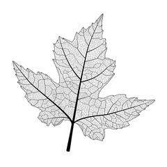 Leaf maple, isolated. Vector illustration .EPS 10
