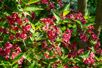 Luxury bush of flowering Weigela Bristol Ruby. Selective focus and close-up beautiful bright pink flowers against the evergreen in the ornamental garden. Nature concept for design