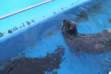 seal Aquarium Swimming Feeding show 