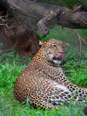 Fototapeta na wymiar Leopard in Conservation Area, Eastern Africa 