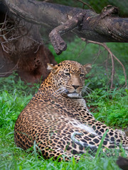 Leopard in Conservation Area, Eastern Africa 