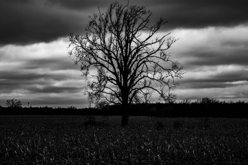 black and white single tree