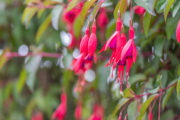 Fuchsia 'Mrs Popple plant flowers against the background of green foliage