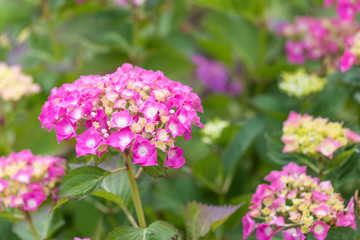 Beautiful bright bud, consisting of many small flowers on the background of green foliage