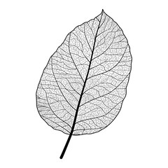 Leaf isolated. Vector