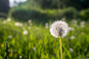 Dandelions against the blue sky. Green grass. Evening, sunny day, summer.