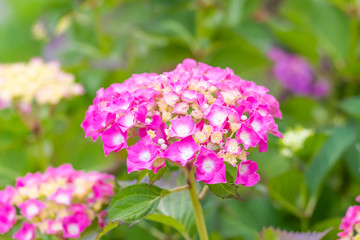 Beautiful bright bud, consisting of many small flowers on the background of green foliage