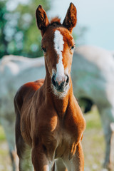 Closeup photo of a beautiful chestnut mare with her beautiful newbor foal at rural animal farm