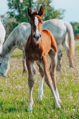 Fototapeta na wymiar young foal standing in a blooming field of yellow wild flowers