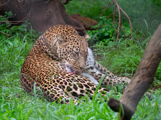 Leopard in Conservation Area, Eastern Africa 