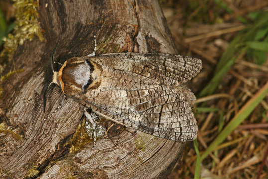 Cossus cossus (LINNAEUS, 1758) Weidenbohrer 03.06.2011 DE , Traben-Trarbach , MoselSONY DSC