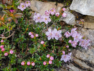 Dwarf Rhododendron (Rhodothamnus chamaecistus) blooming in the Alps
