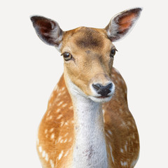 Sika deer Cervus nippon also known as the spotted deer or the Japanese deer. Isolated