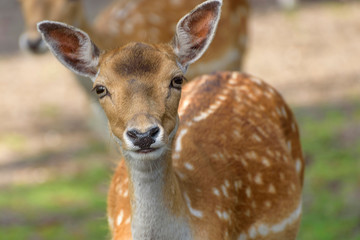 Sika deer, spotted deer or the Japanese deer. Close up