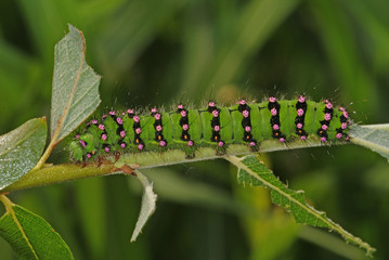 Saturnia pavonia (LINNAEUS, 1758) Kleines Nachtpfauenauge , Raupe DE, Leverkusen , Opladen 18.05.2011SONY DSC