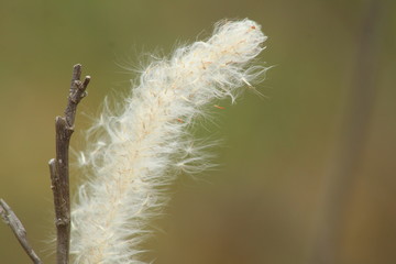 Obraz premium Beautiful Himalaya India 