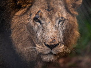Wounded and scared male lion at a conservation area in Kenya, Eastern Africa