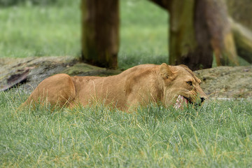 Female lion chews the animal's bone
