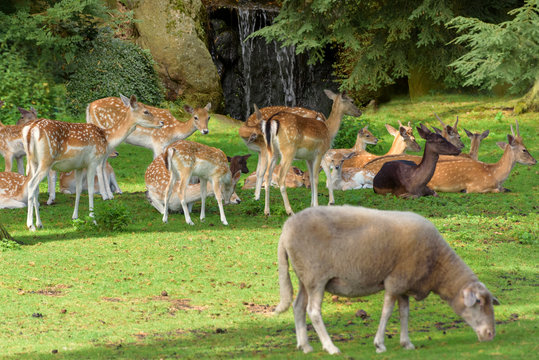 Herd of Sika deer Cervus nippon . Wildlife and animal photo