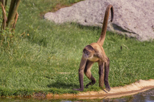 Spider monkeys are New World monkeys belonging to the genus Ateles. Wildlife and animal photo