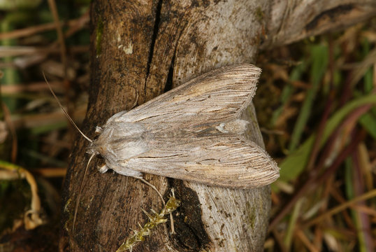 Cucullia umbratica (LINNAEUS, 1758) Schatten-M&ouml;nch 03.06.2011 DE , Traben-Trarbach , MoselSONY DSC