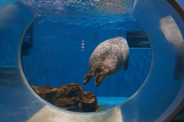 seal Aquarium Swimming Feeding show 