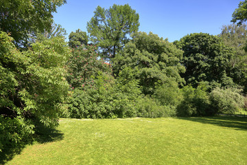 A small glade with trees and a green grass in the city summer park