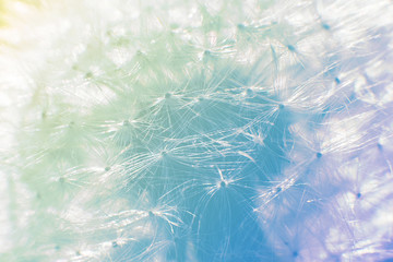White fluffy dandelion in a field on a summer sunny day. Background blur. Macro