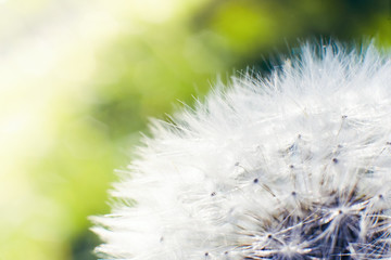 White fluffy dandelion in a field on a summer sunny day. Background blur. Macro